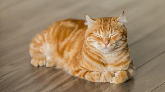 Kucing Tewas Usai Ditendang Pria, Publik Murka dan Desak Penegakan Hukum